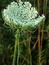 Daucus carota, Gartenmöhre, Färbepflanze, Färberpflanze, Pflanzenfarben,  färben, Klostergarten Seligenstadt